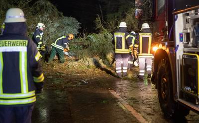 PKW fährt auf umgestürzten Baum auf – keine Verletzten